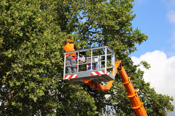 League City, TX Tree Services Company